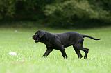 CANE CORSO 1220